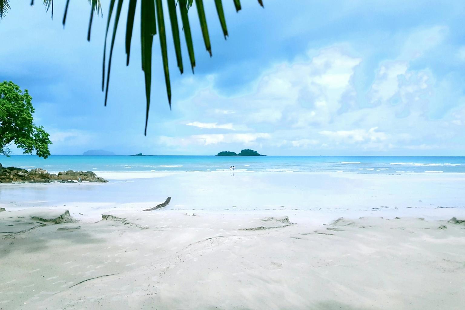en tropisk strand med en palm i förgrunden och havet i bakgrunden.