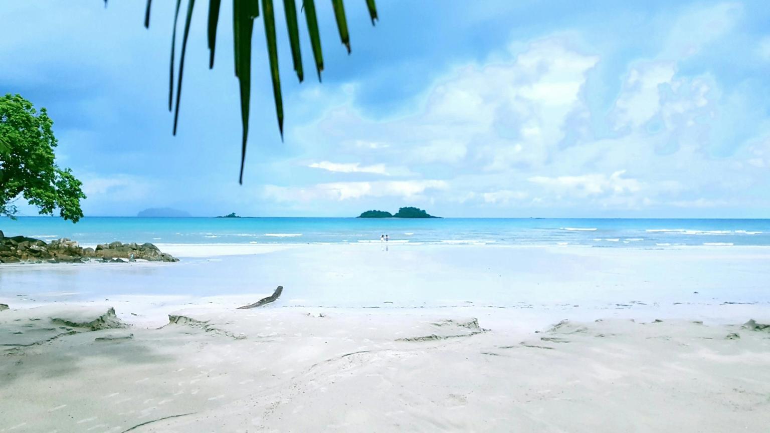 en tropisk strand med en palm i förgrunden och havet i bakgrunden.