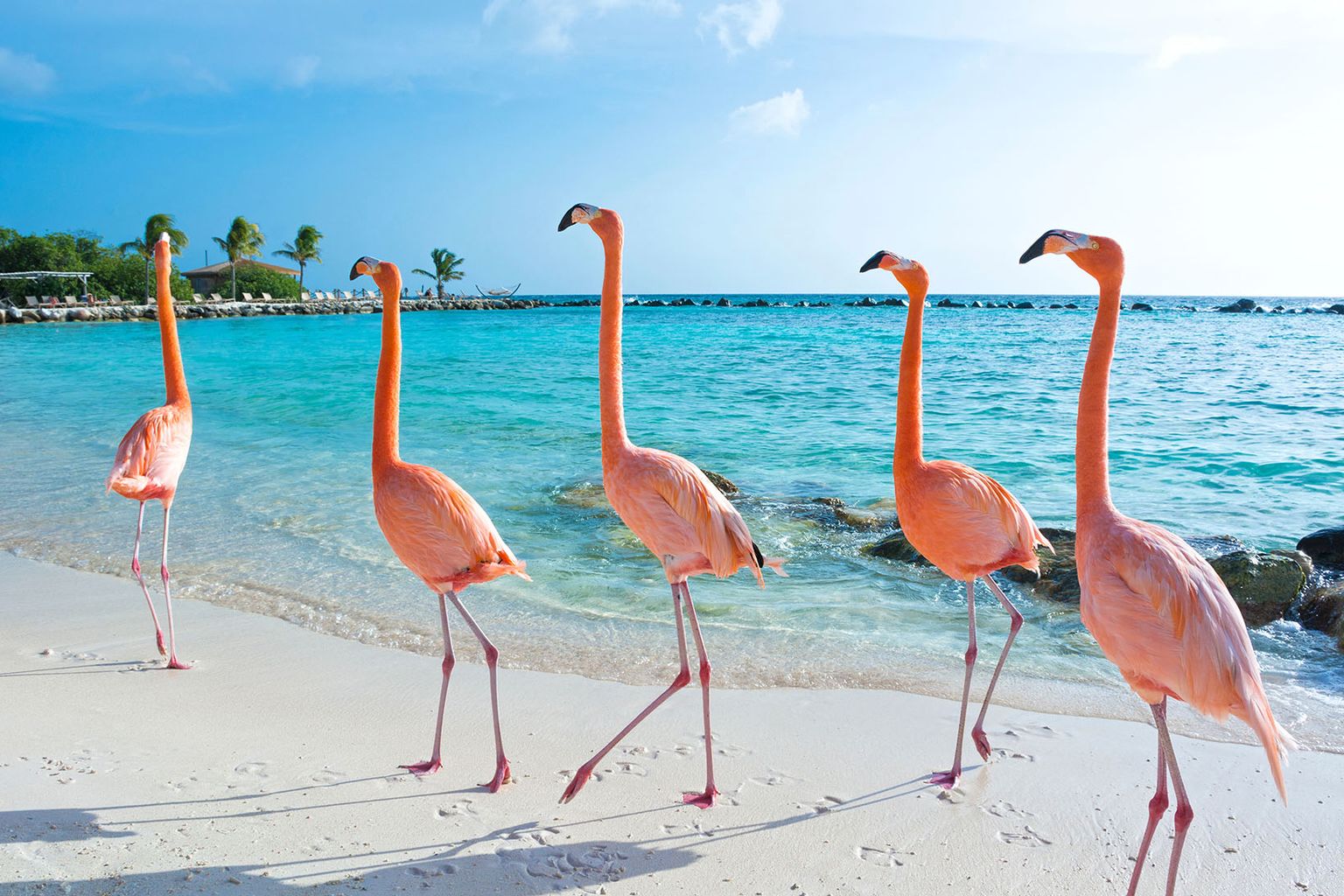 en gruppe flamingoer står på en sandstrand nær havet