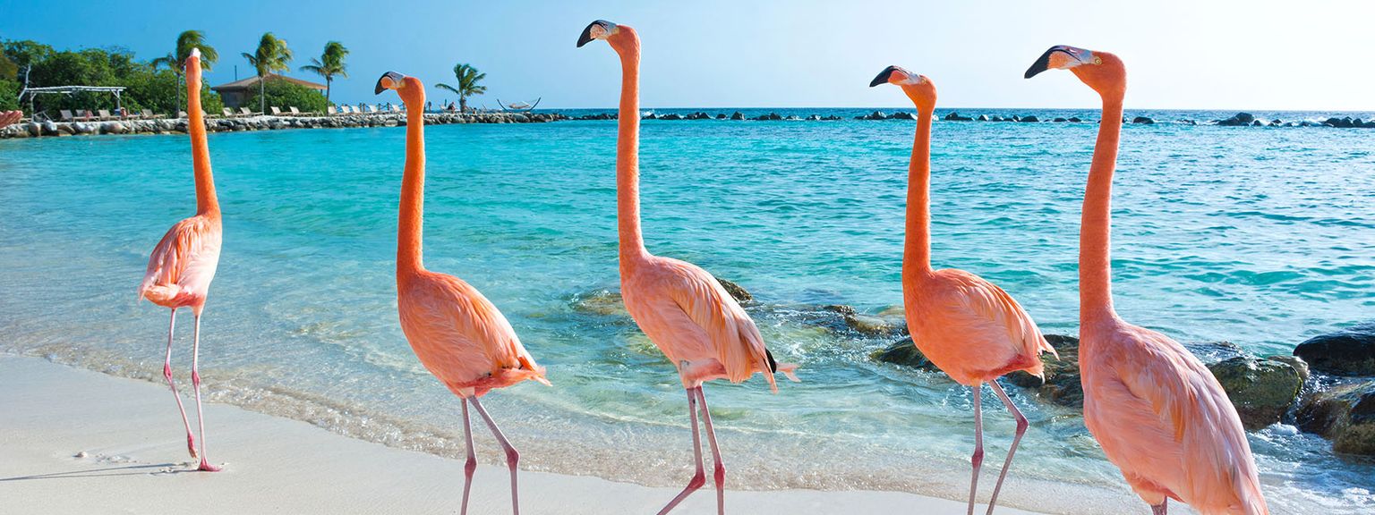 en gruppe flamingoer står på en sandstrand nær havet