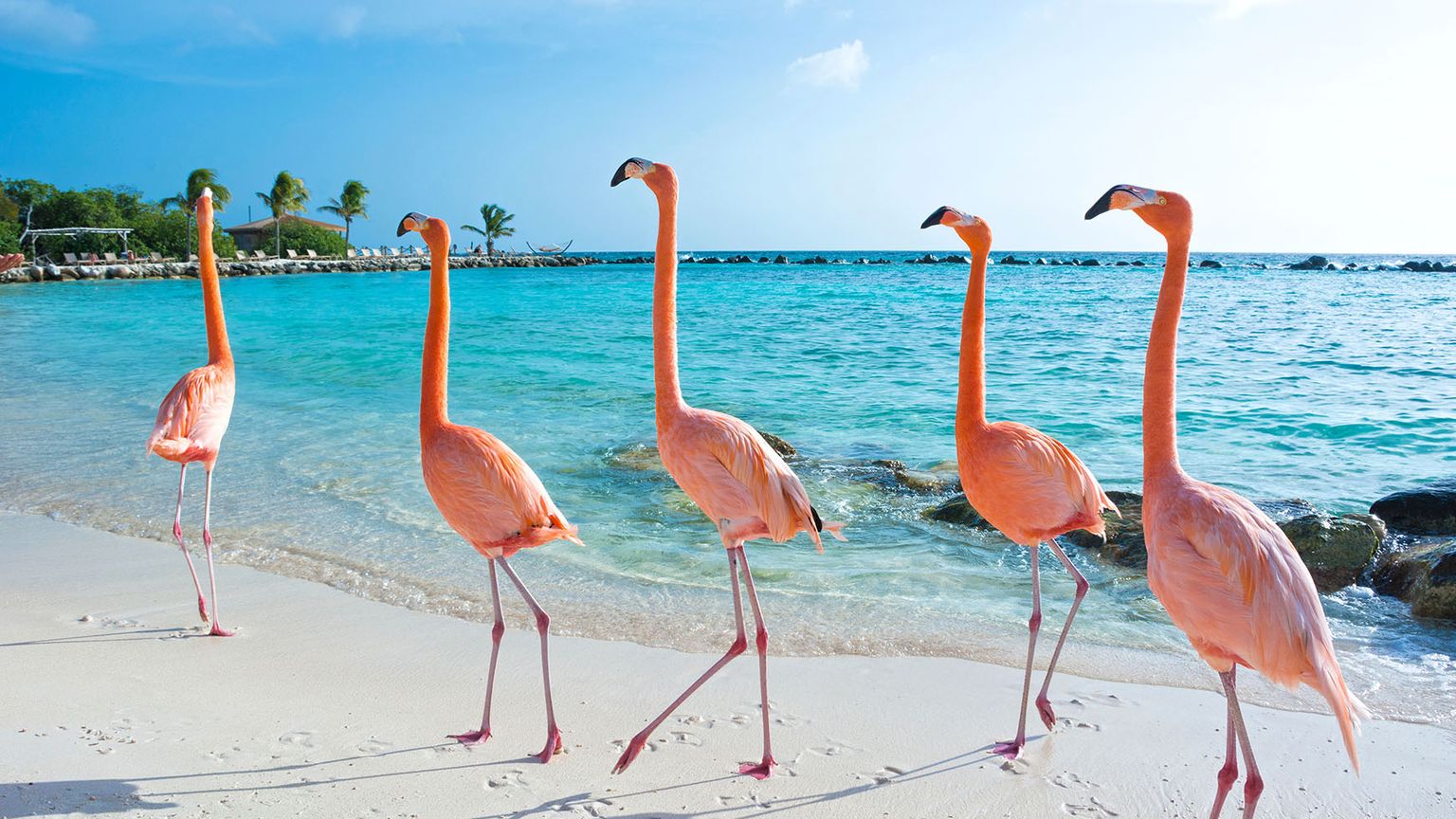 en gruppe flamingoer står på en sandstrand nær havet