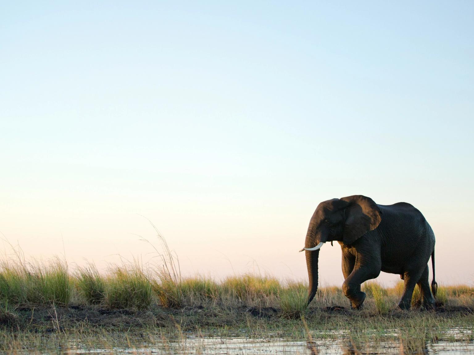 ein Elefant geht über ein grasbewachsenes Feld neben einem Gewässer