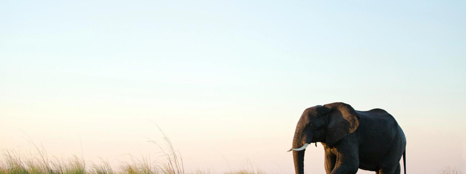 ein Elefant geht über ein grasbewachsenes Feld neben einem Gewässer