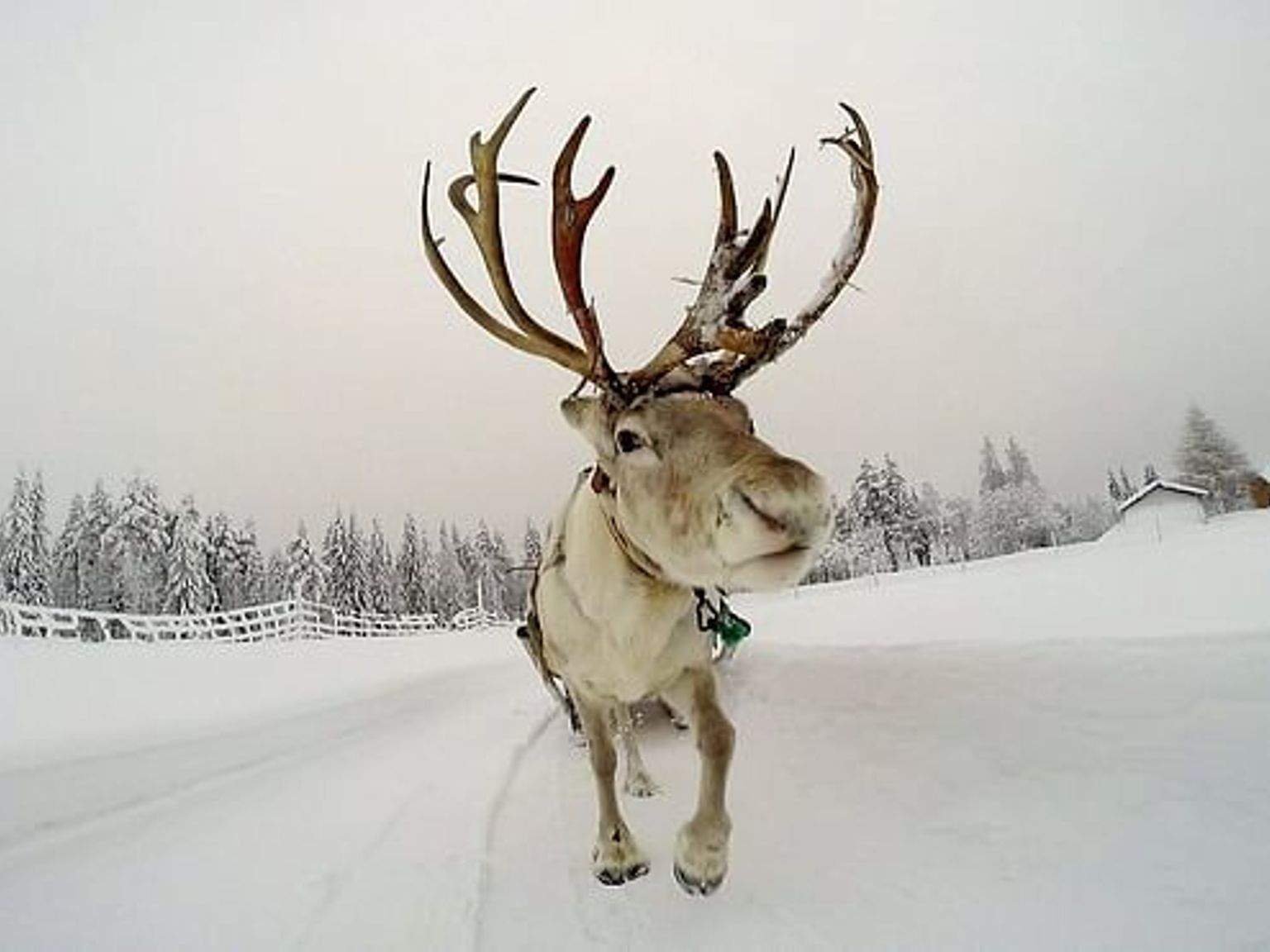 un reno está parado en la nieve mirando a la cámara