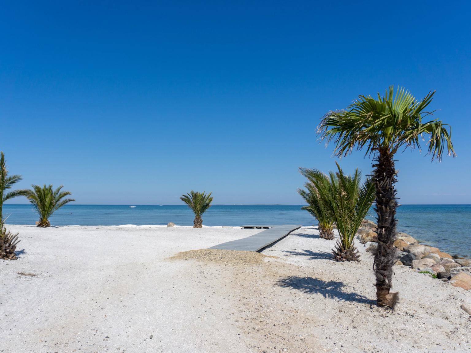 en palm står på en sandstrand bredvid havet