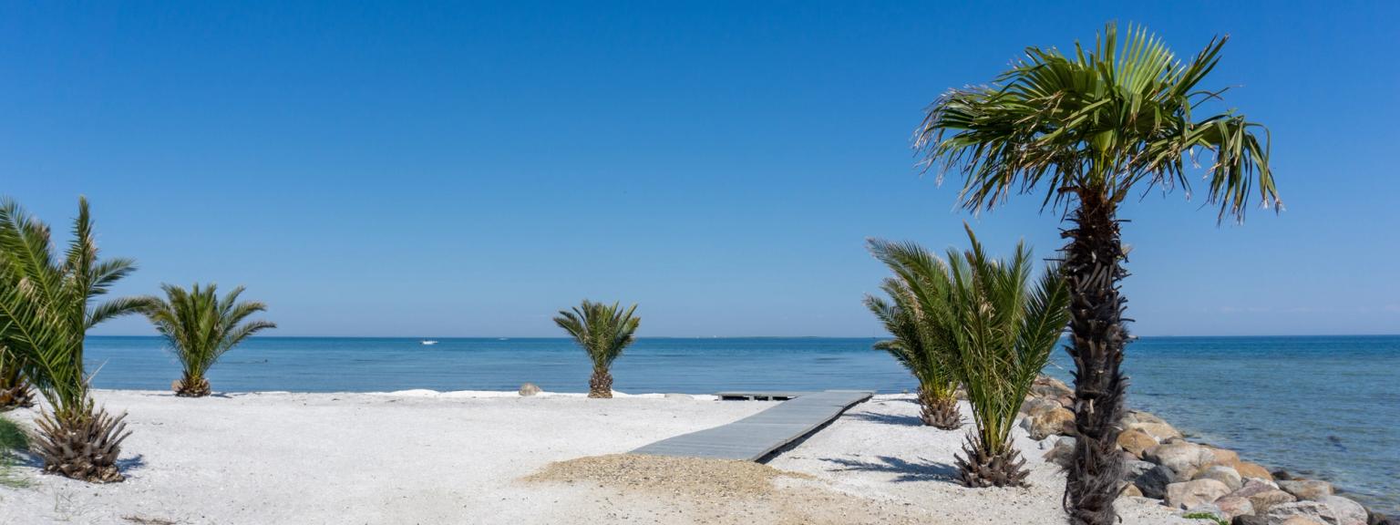 en palm står på en sandstrand bredvid havet