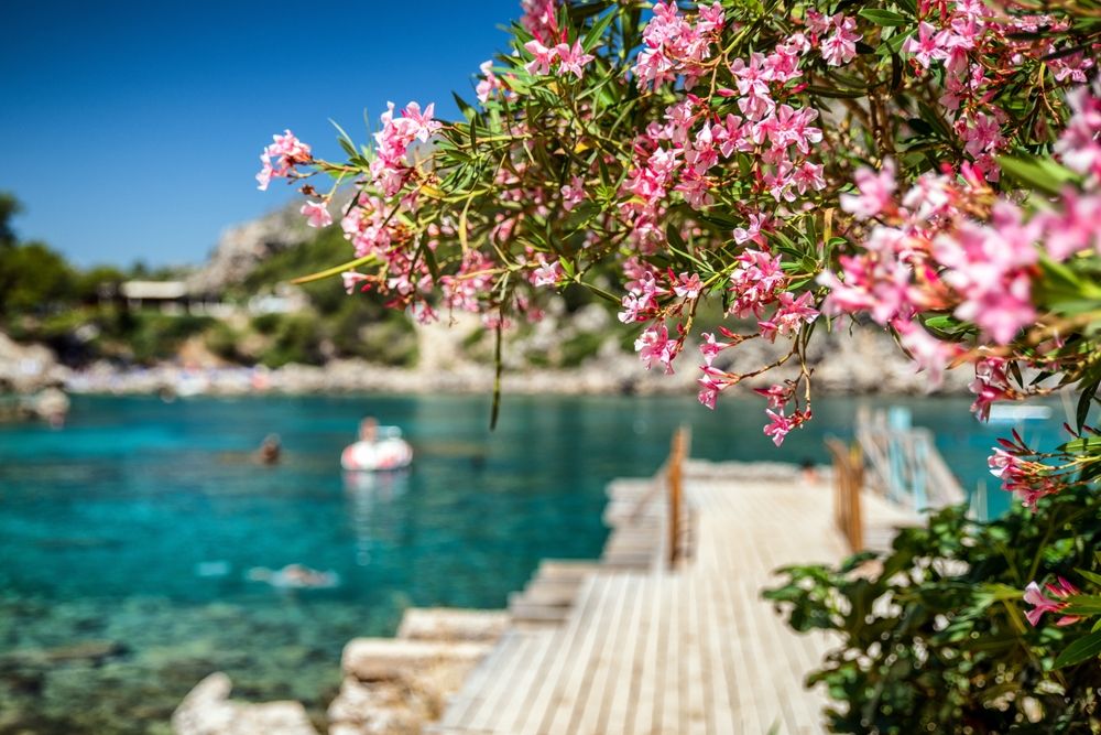 Vibrant pink flowers frame a sunny turquoise bay with a wooden pier and people swimming. Anthony Quinn Bay, Rhodes