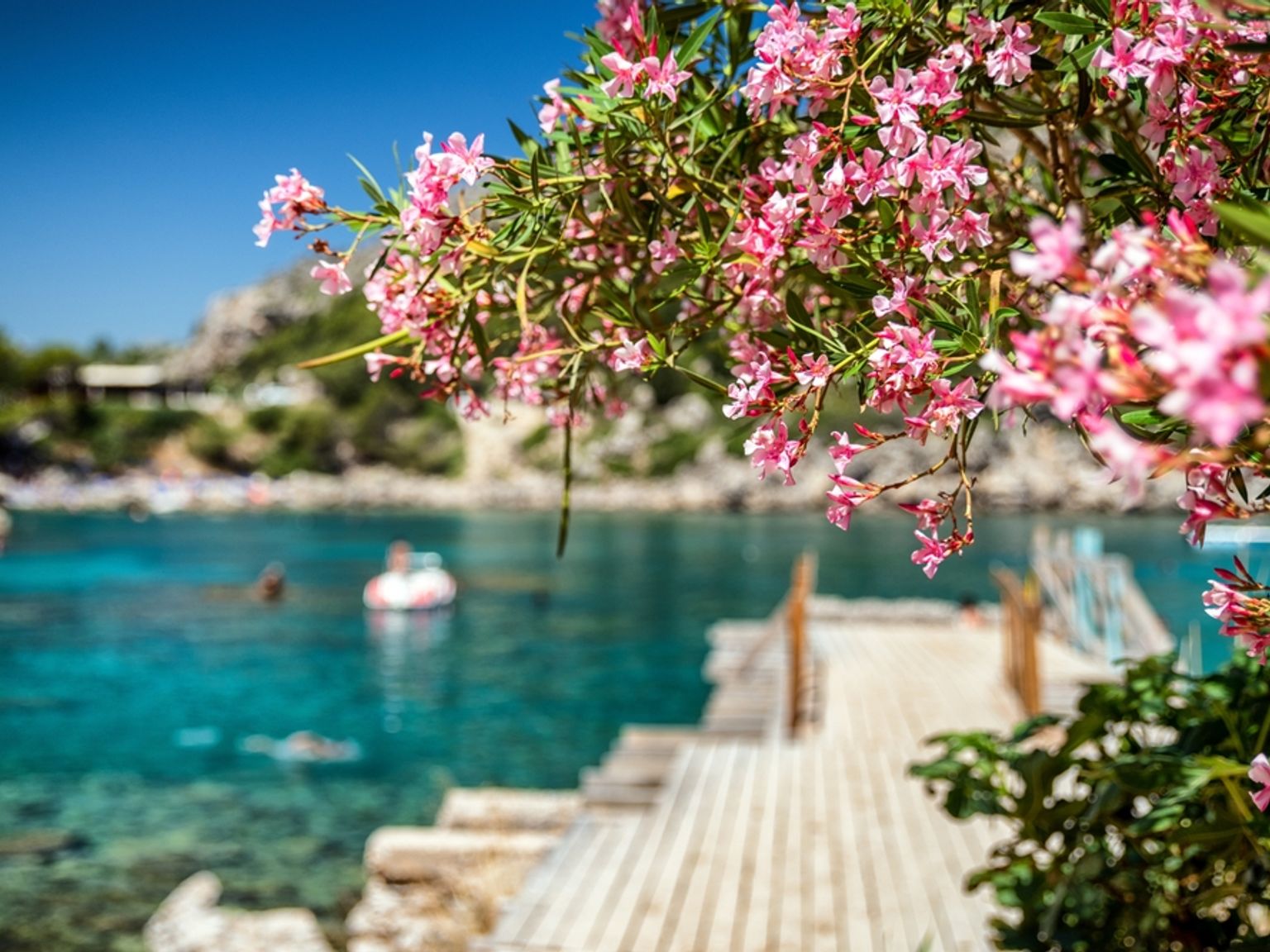 Livlige rosa blomster rammer inn en solfylt turkis bukt med en trepir og folk som svømmer. Anthony Quinn Bay, Rhodos