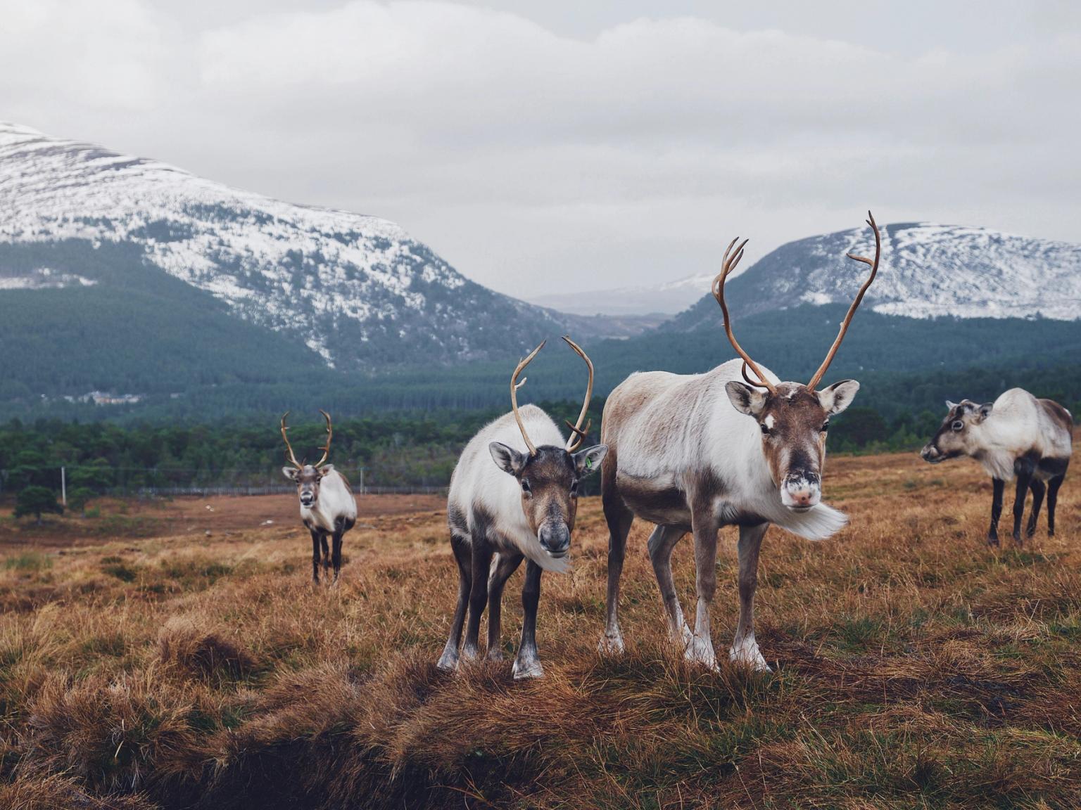 a herd of reindeer standing in a field with mountains in the background