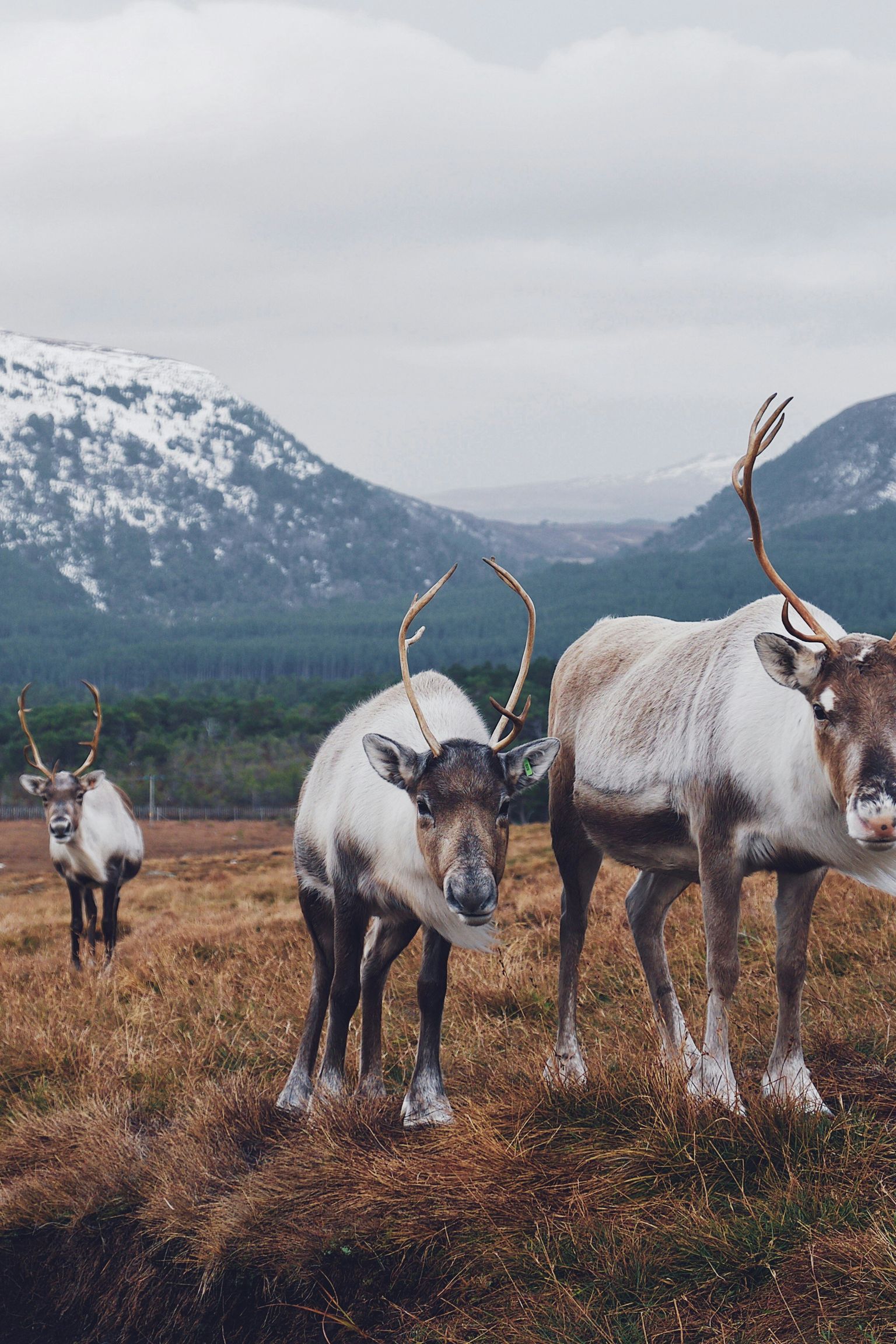 a herd of reindeer standing in a field with mountains in the background