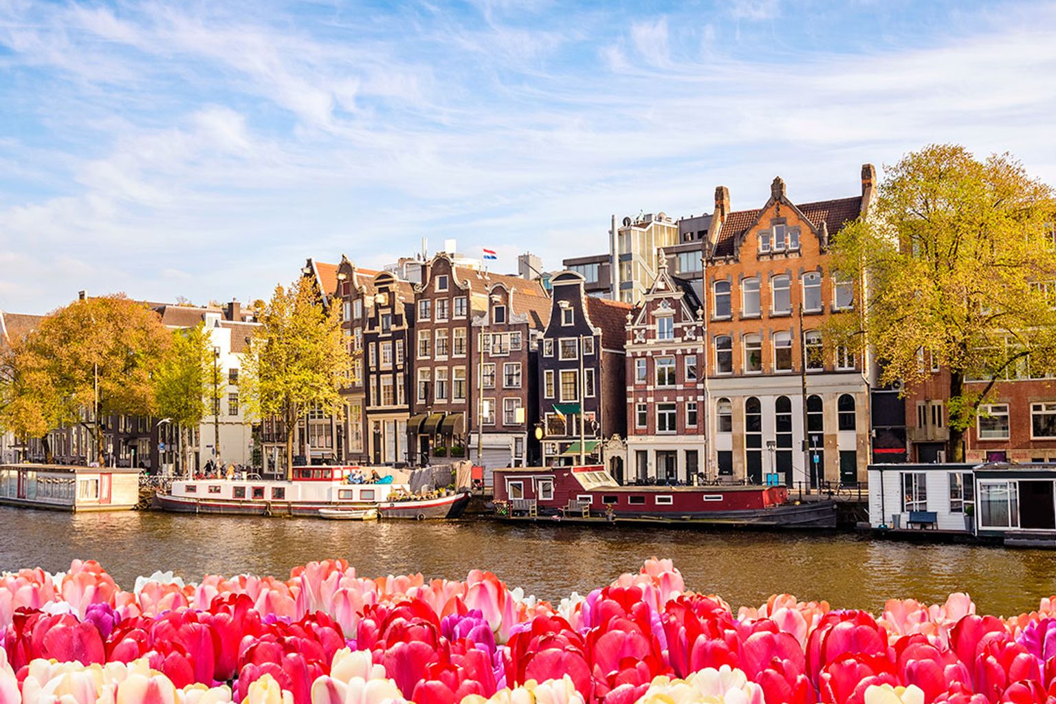 en massa rosa och röda tulpaner framför en kanal i amsterdam