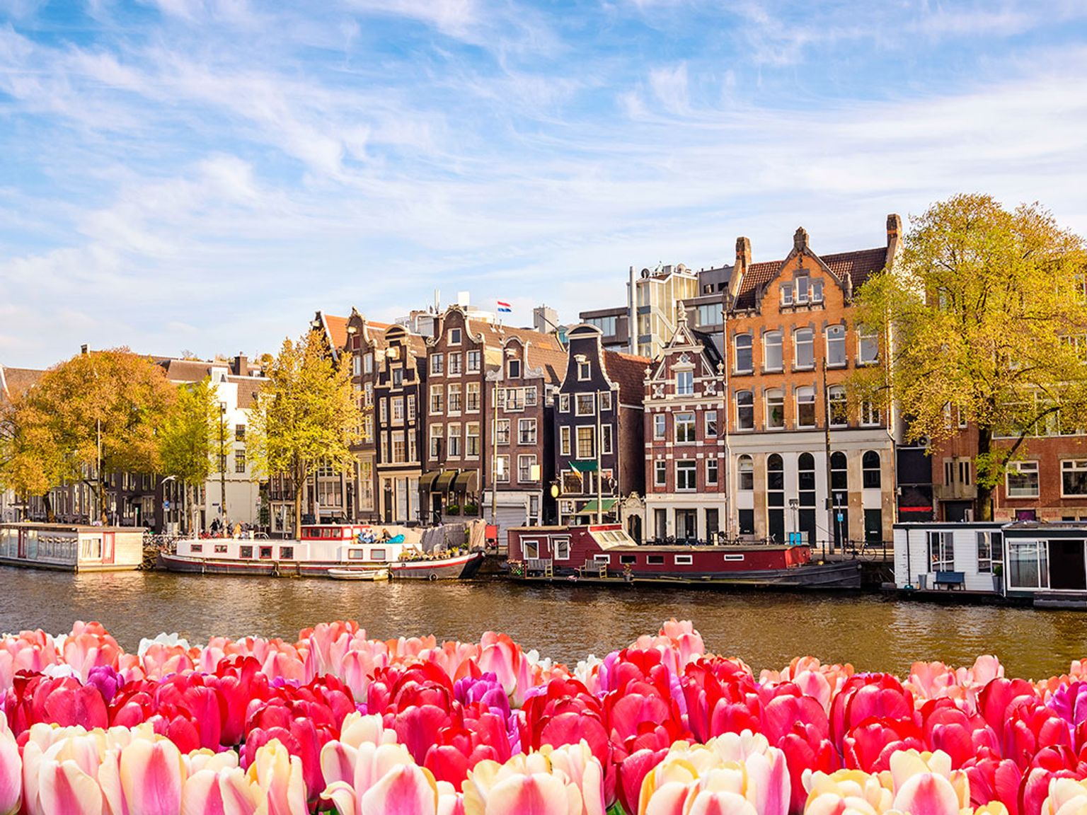un tas de tulipes roses et rouges devant un canal à Amsterdam