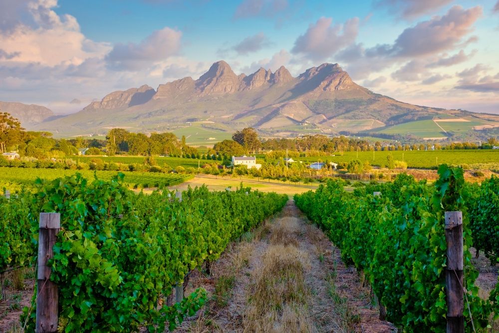 Rækker af vinstokke strækker sig mod bjergene under en delvist overskyet himmel. Stellenbosch, Sydafrika