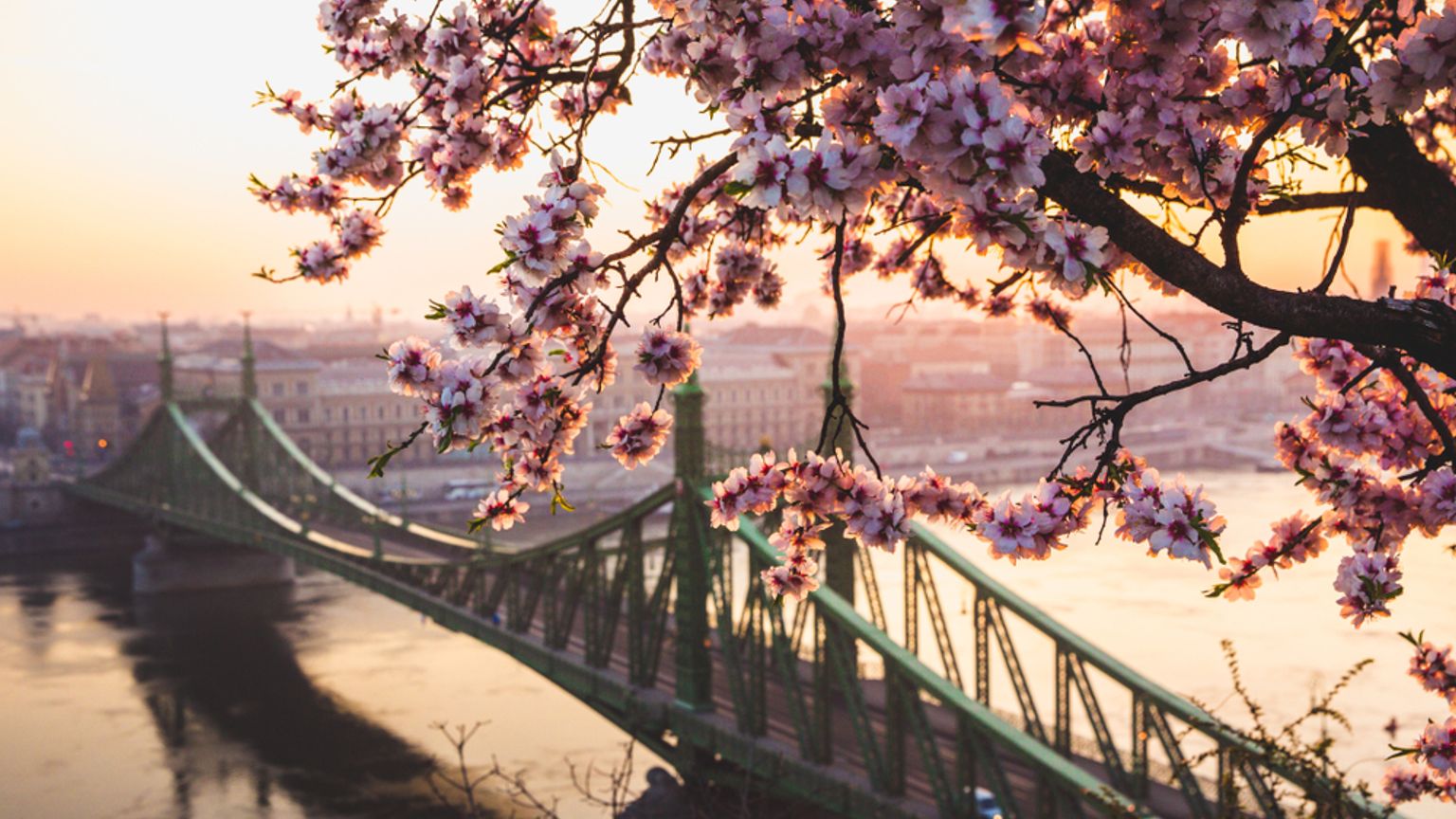 Lyserøde blomster indrammer Budapests Frihedsbro over Donau-floden ved solnedgang.