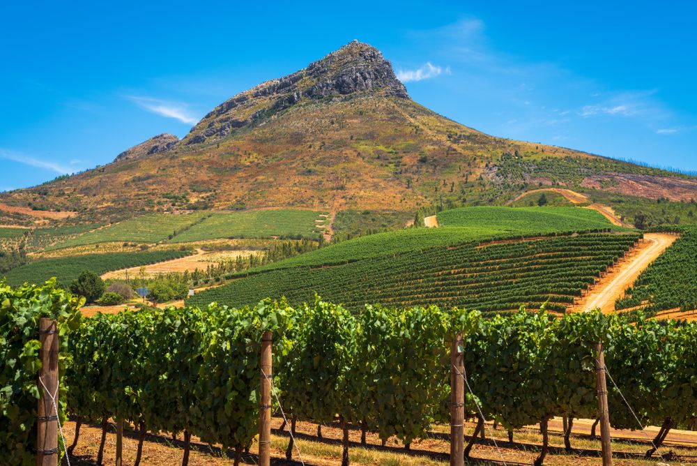 Vingård med rækker af grønne vinstokke, der fører op til et stort bjerg under en klar blå himmel. Stellenbosch, Sydafrika