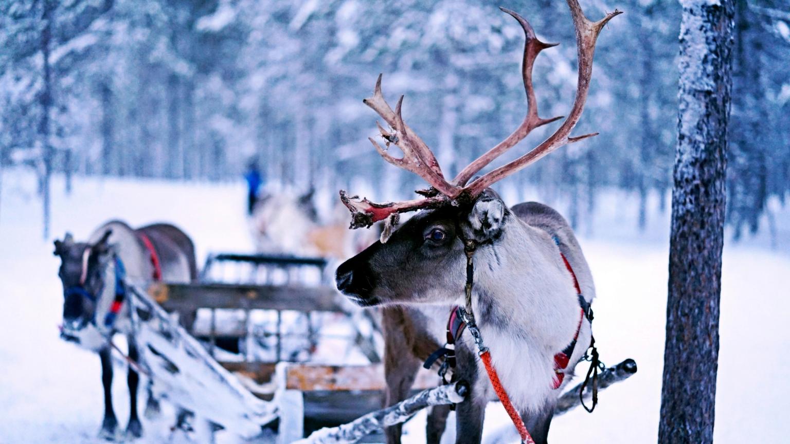 ein Rentier steht neben einem von einem Pferd gezogenen Schlitten im Schnee
