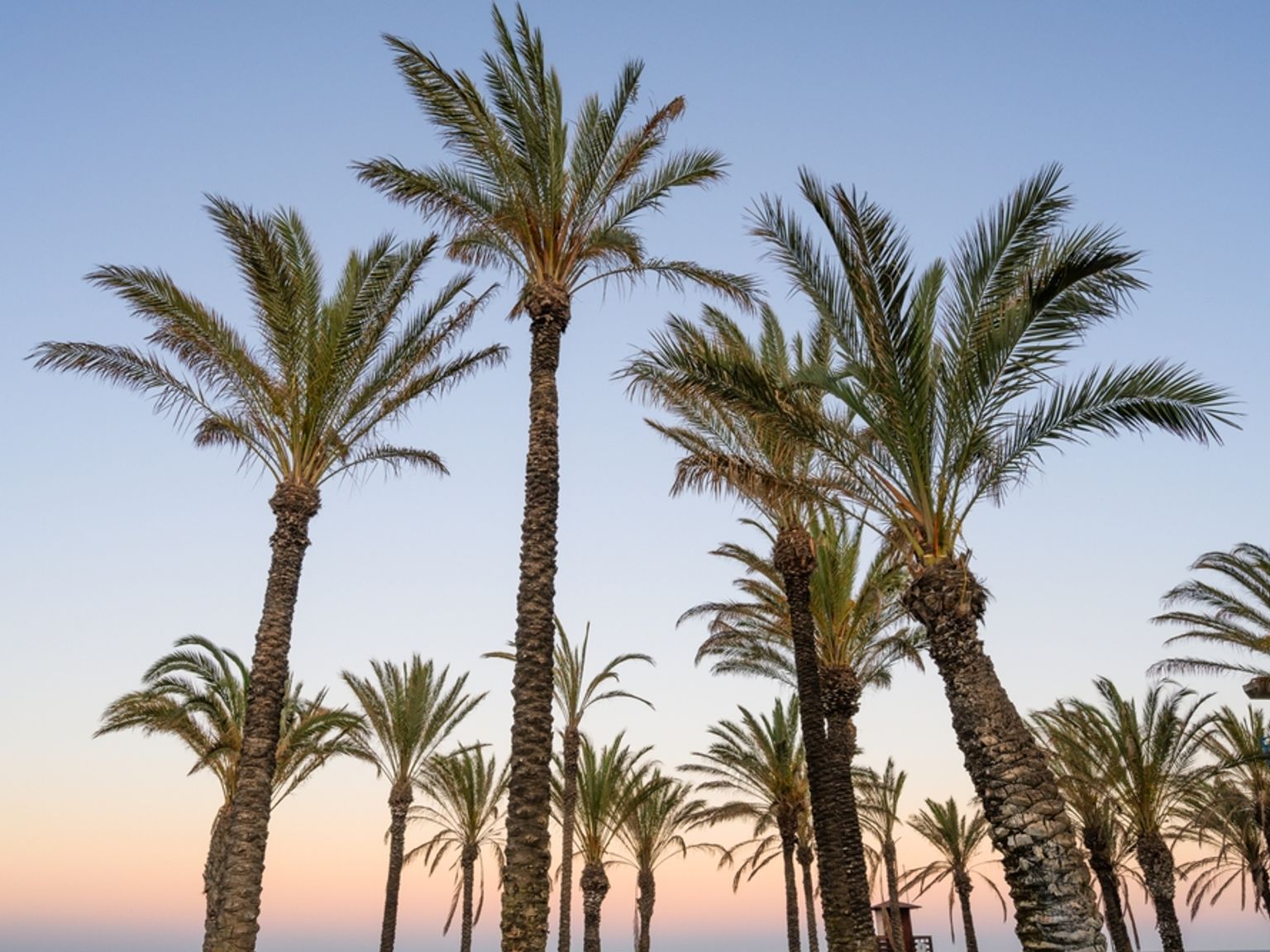 en rad med palmer mot en blå himmel ved solnedgang
