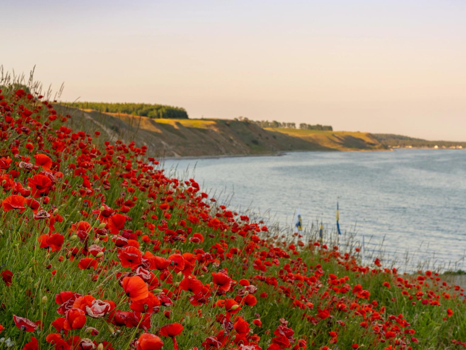 ein Feld roter Blumen auf einer Klippe mit Blick auf das Meer