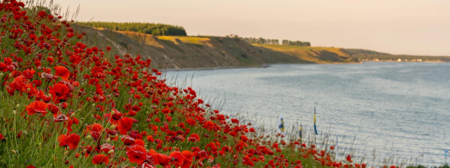 ein Feld roter Blumen auf einer Klippe mit Blick auf das Meer