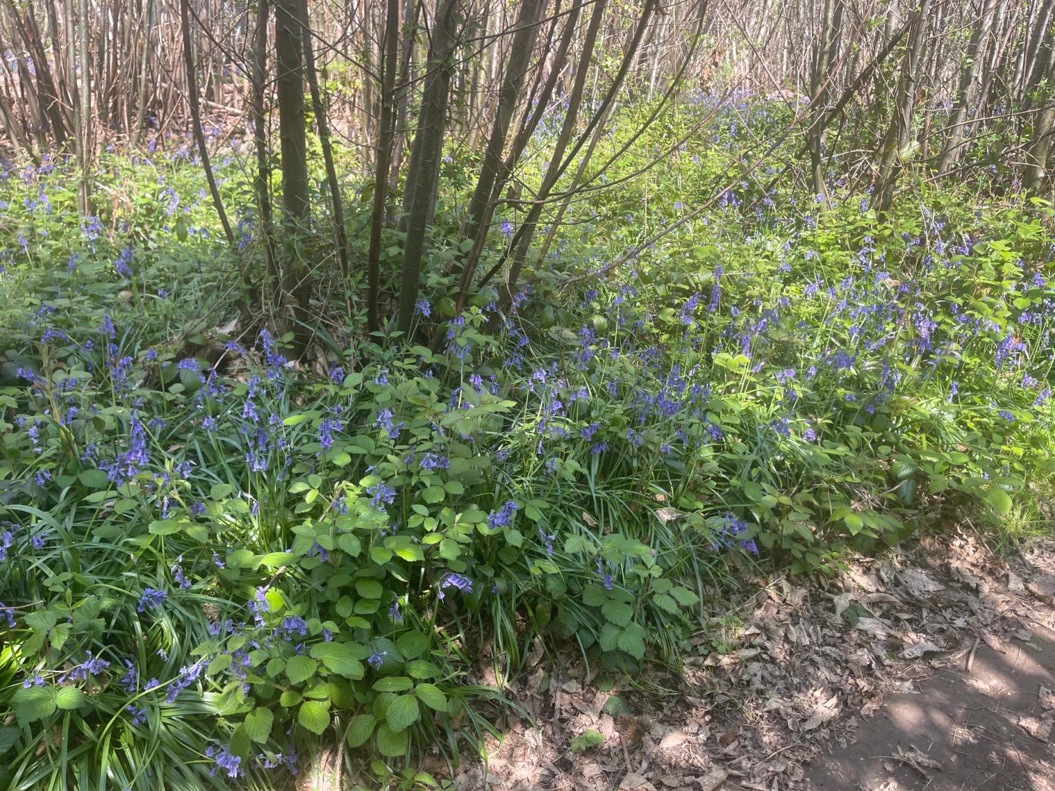 blåklockor växer i skogen nära en stig.