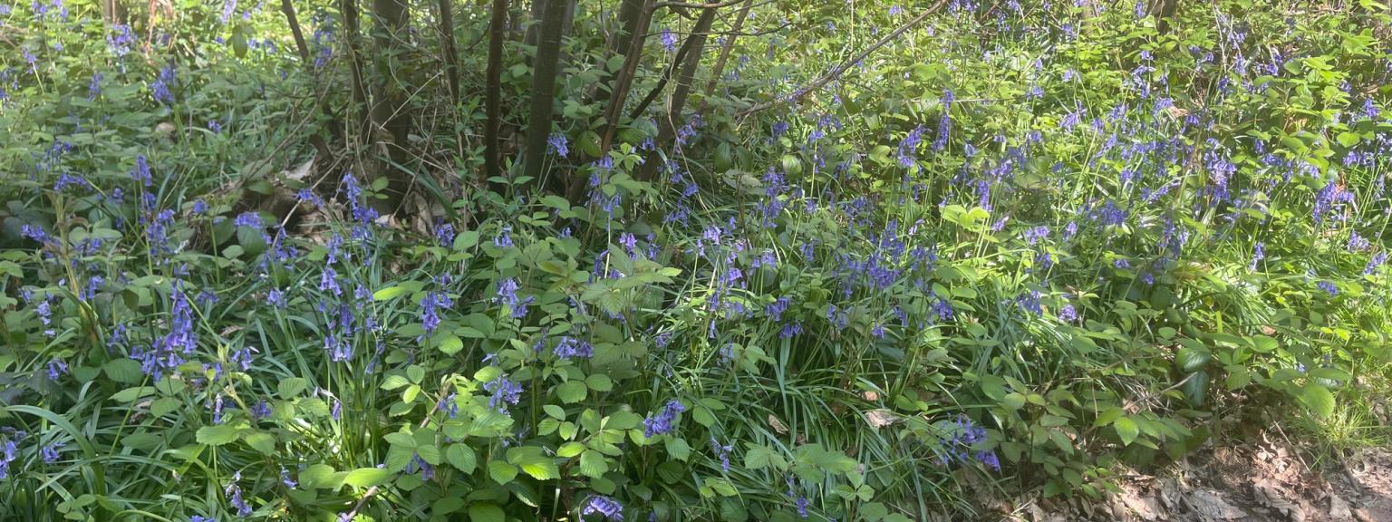 blåklockor växer i skogen nära en stig.