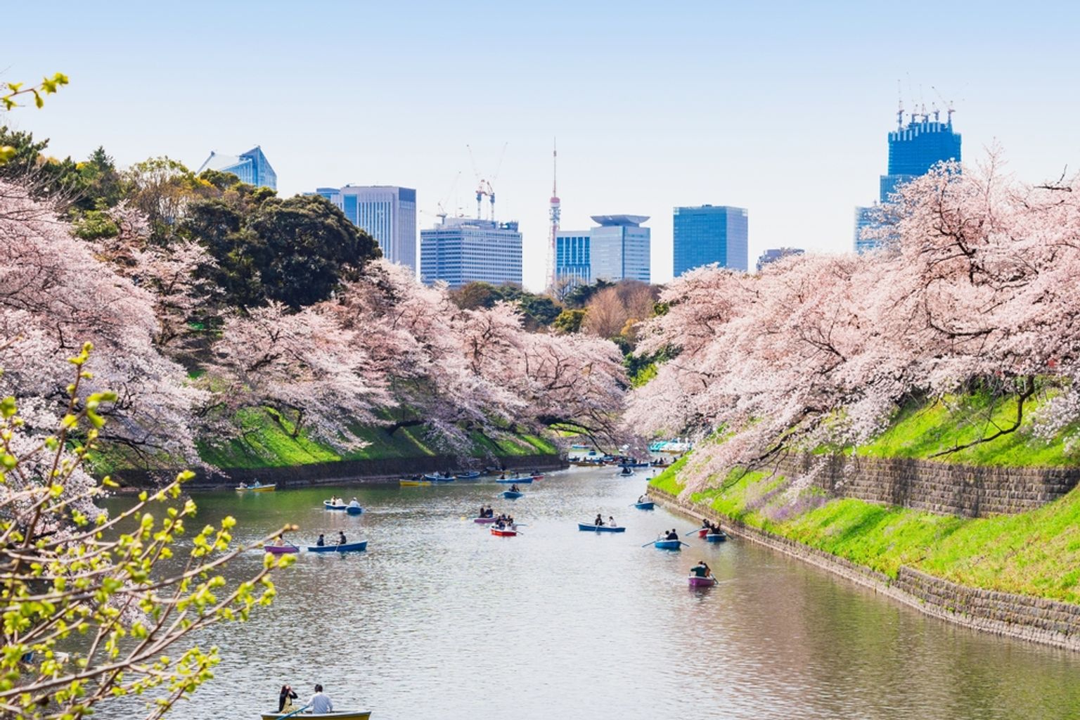 Både på en flod omgivet af blomstrende kirsebærtræer, med en byens skyline i baggrunden. Tokyo, Japan