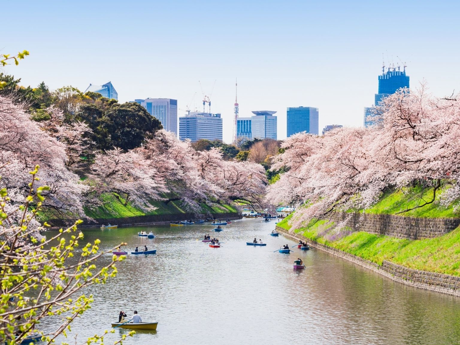 Både på en flod omgivet af blomstrende kirsebærtræer, med en byens skyline i baggrunden. Tokyo, Japan