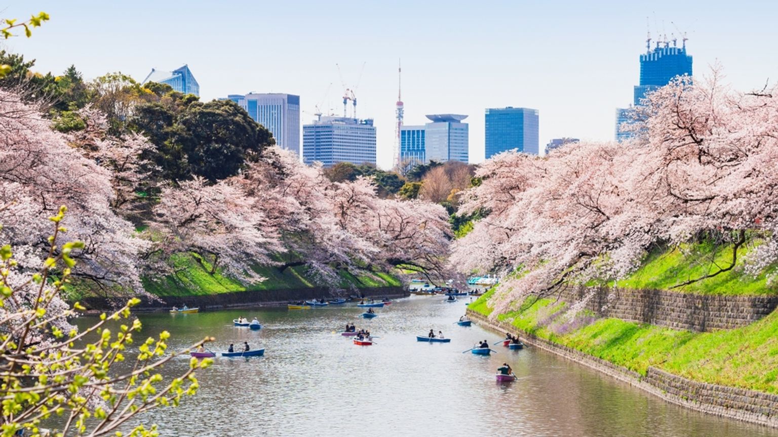 Både på en flod omgivet af blomstrende kirsebærtræer, med en byens skyline i baggrunden. Tokyo, Japan
