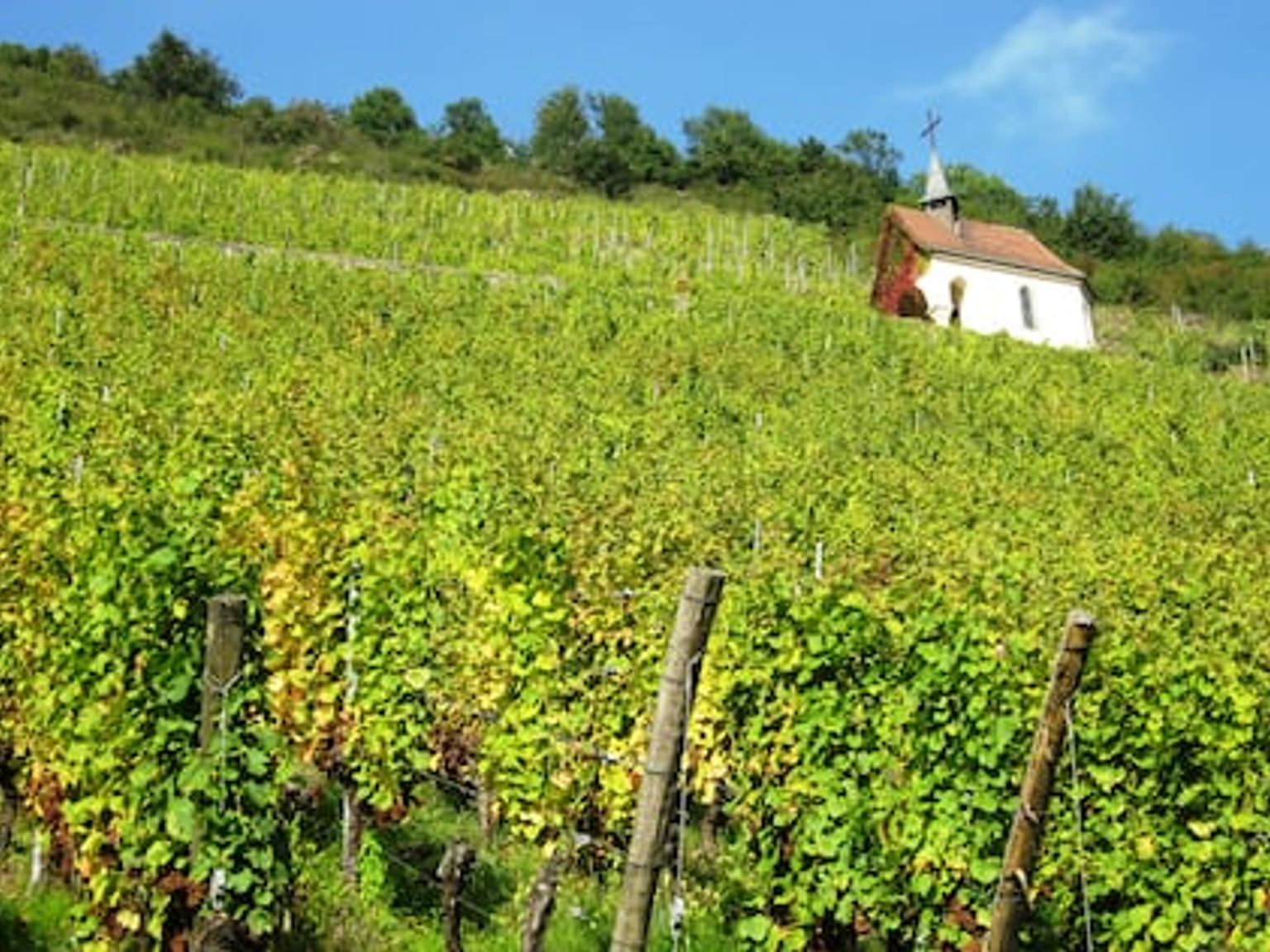 hay una pequeña iglesia en medio de un viñedo.
