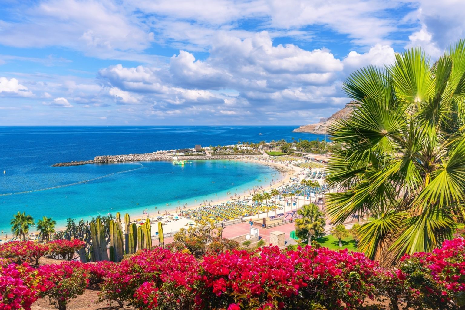 Tropisk strand med turkisblåt vand, solbadere og lyserød bougainvillea samt en palme i forgrunden.
