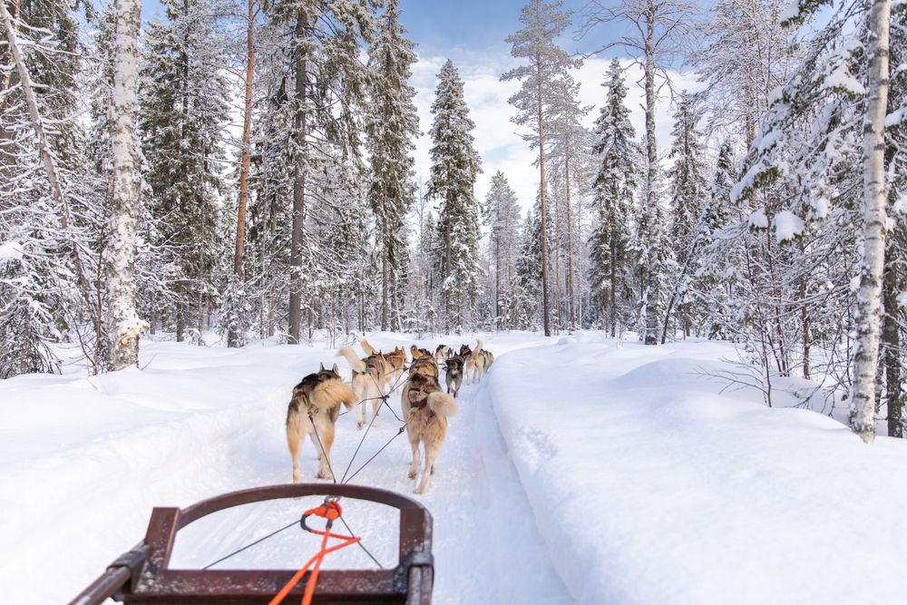 Utsikt från en hundsläde som följer ett team av huskies genom en snöig skog. Rovaniemi