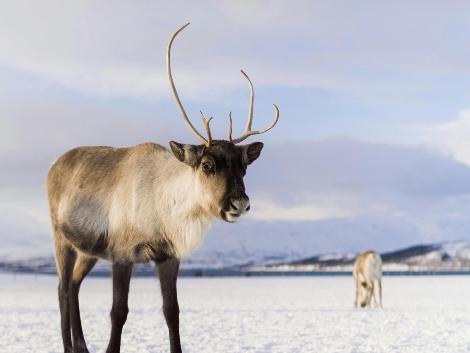to rensdyr står i sneen og kigger på kameraet