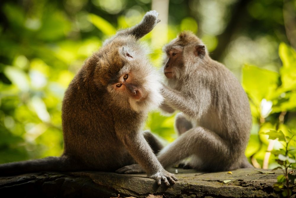två apor sitter på en sten och kliar varandra i Ubud.