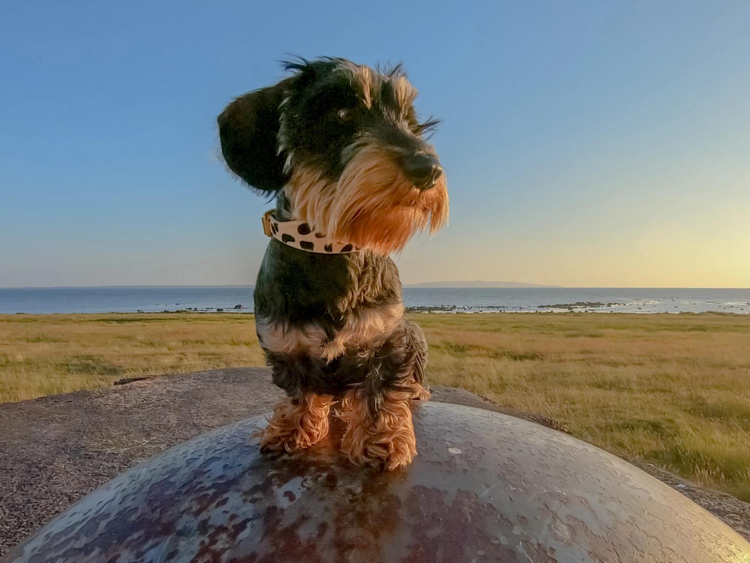 en gravhund sidder på toppen af et metalobjekt i et felt