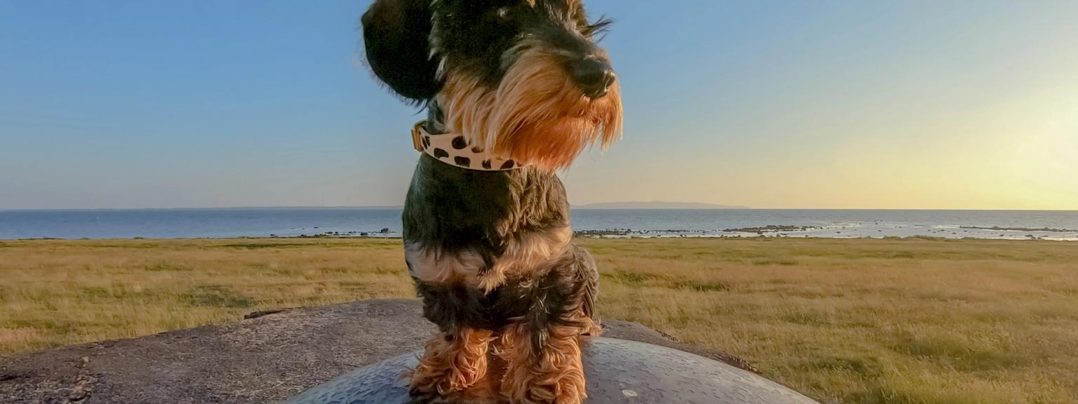en gravhund sidder på toppen af et metalobjekt i et felt