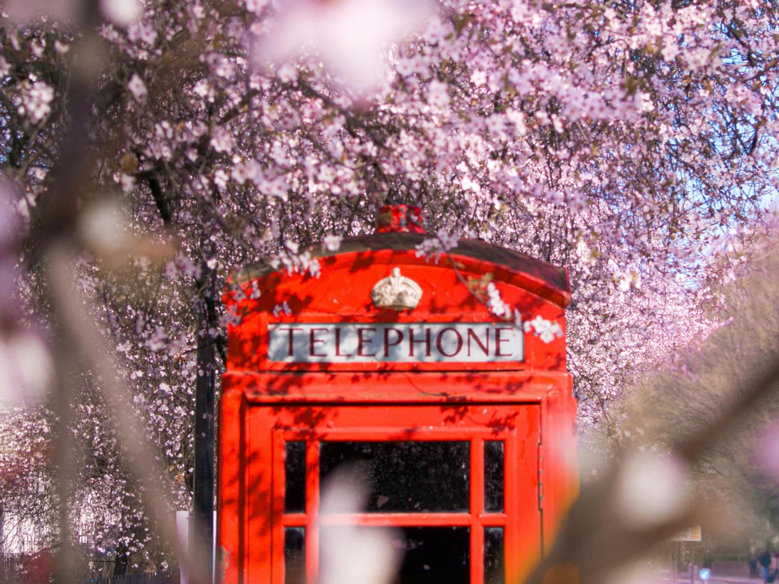 Red telephone booth among pink cherry blossoms. London