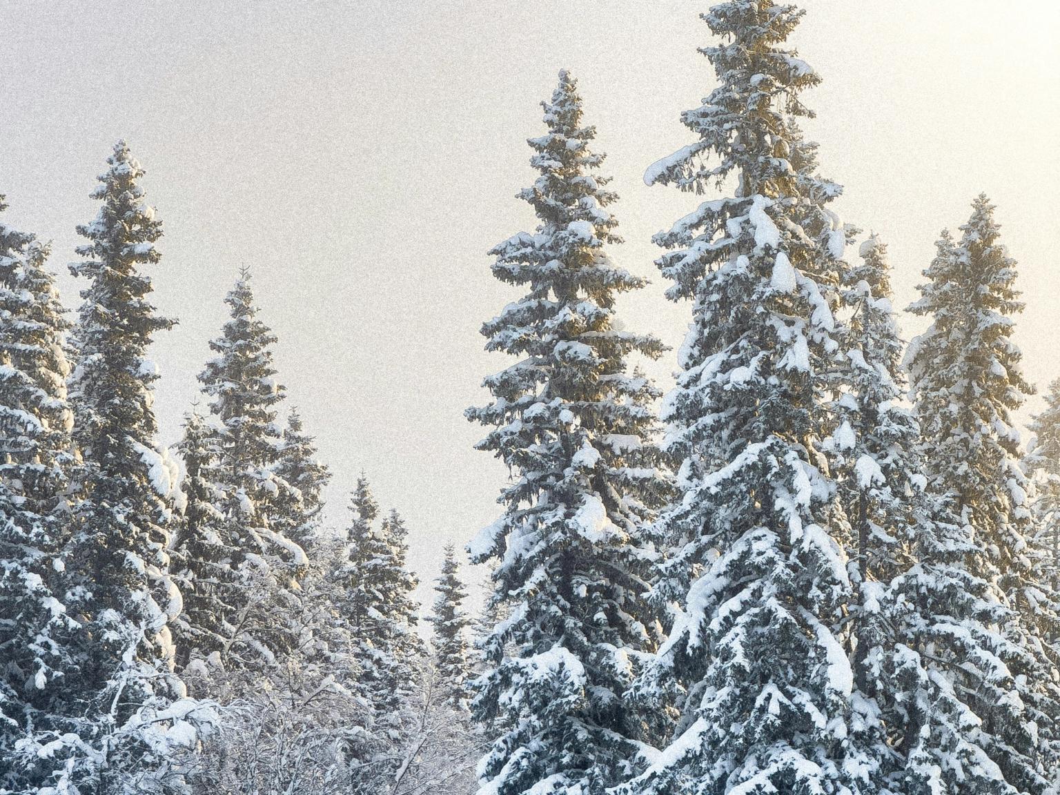 śnieżny las z drzewami pokrytymi śniegiem