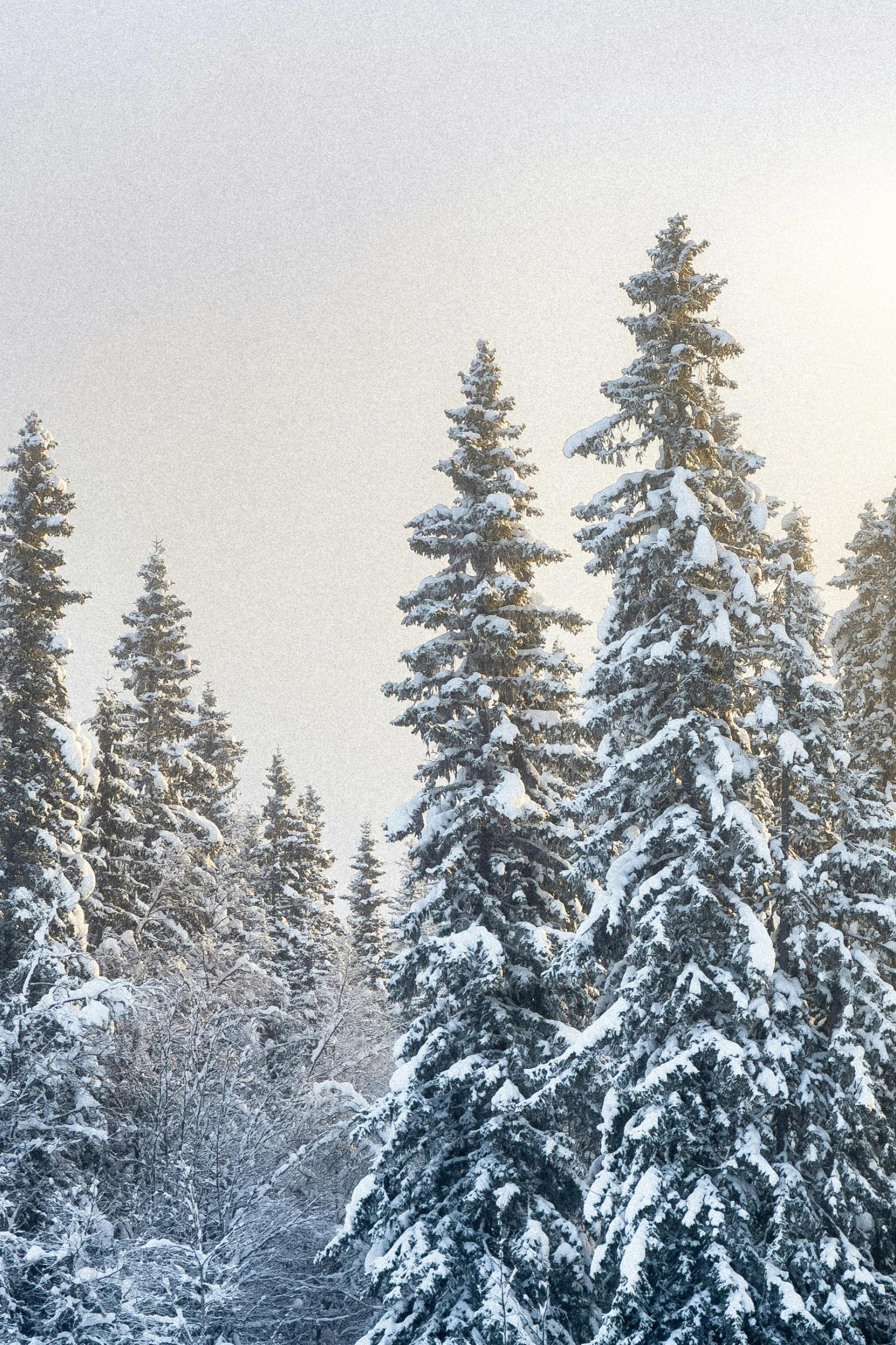 śnieżny las z drzewami pokrytymi śniegiem