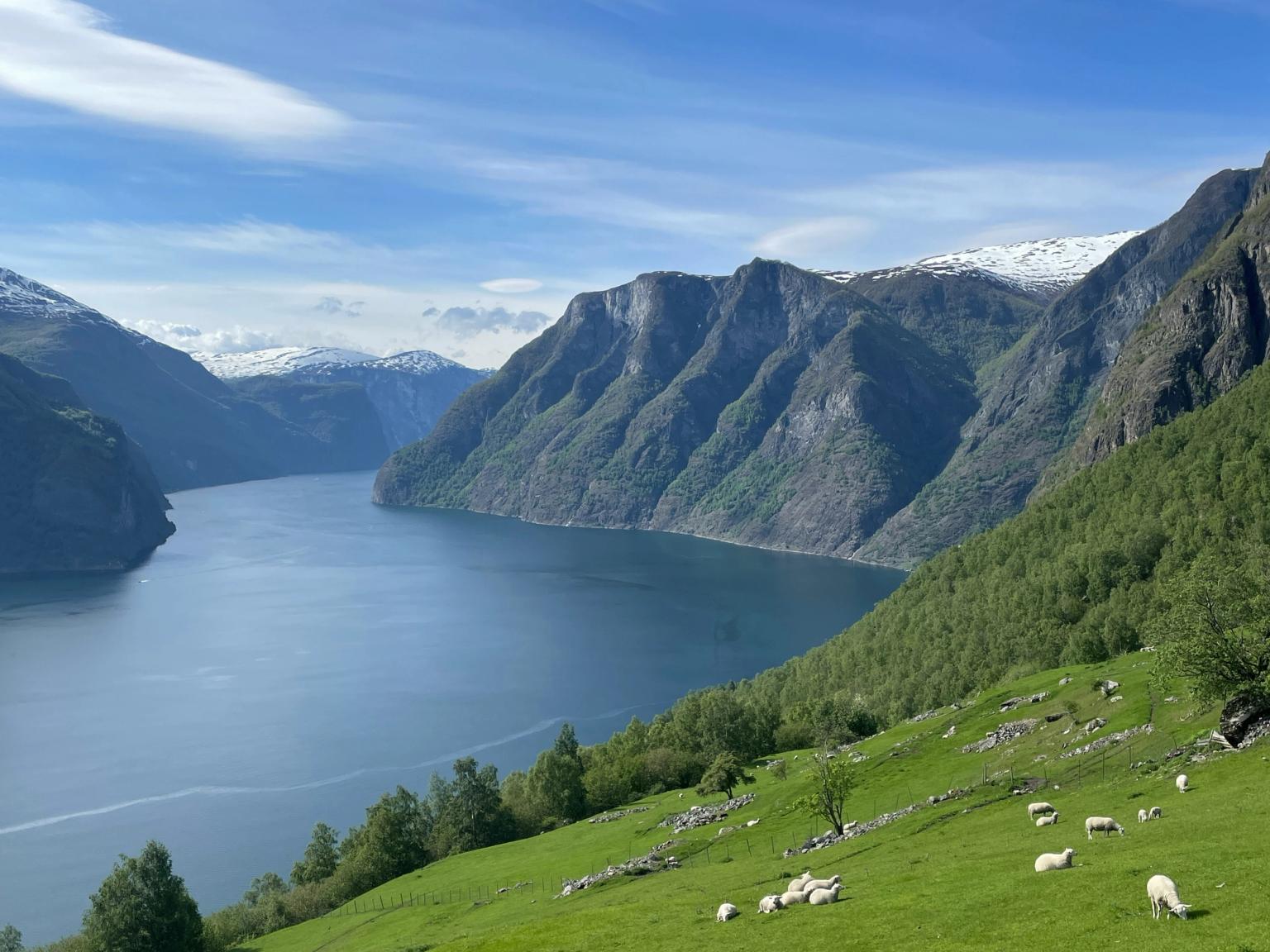 un rebaño de ovejas pastando en una colina con vistas a un lago