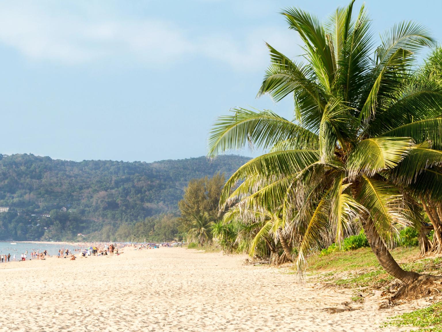 en palmträd står på en sandstrand