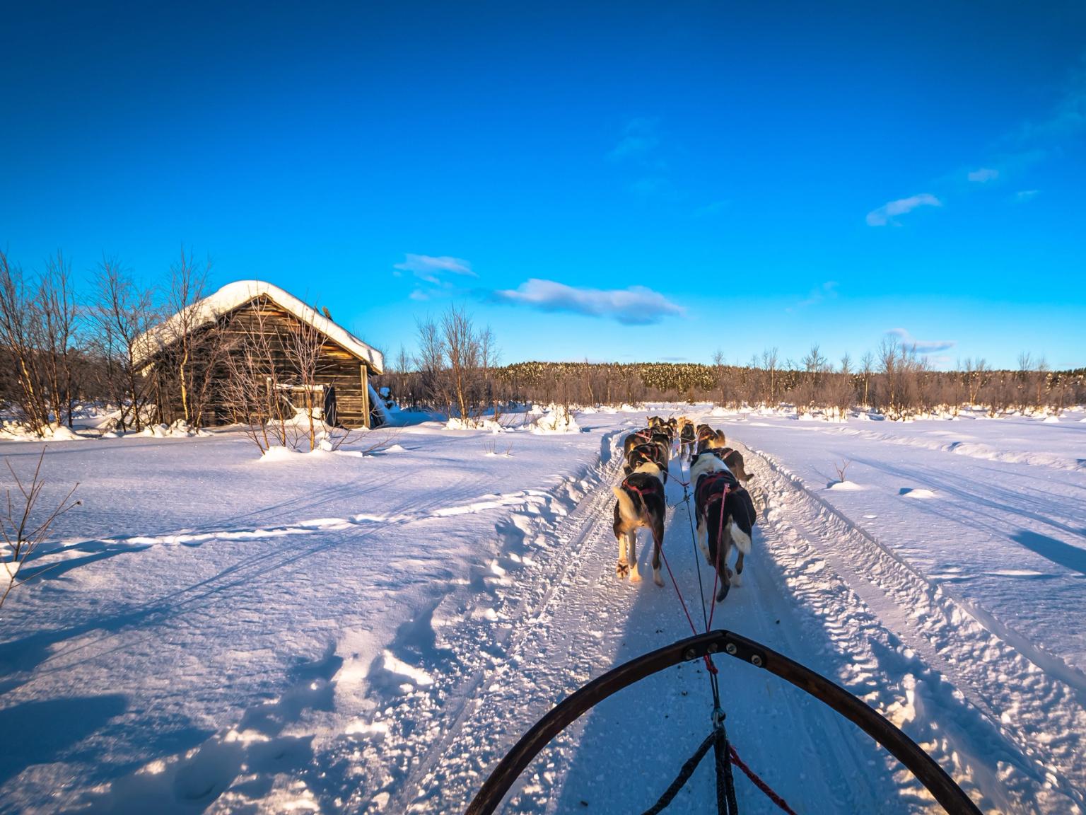 un grupo de perros husky tirando de un trineo a través de la nieve