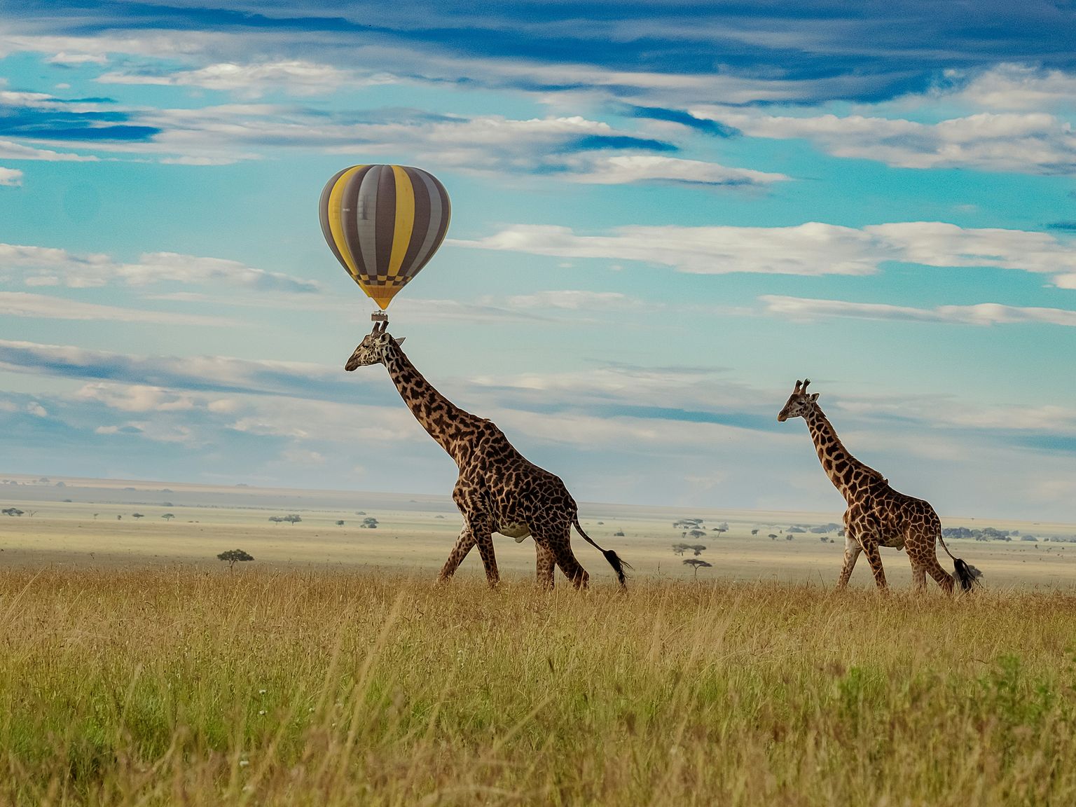 två giraffer går i ett fält med en varmluftsballong hängande från deras halsar