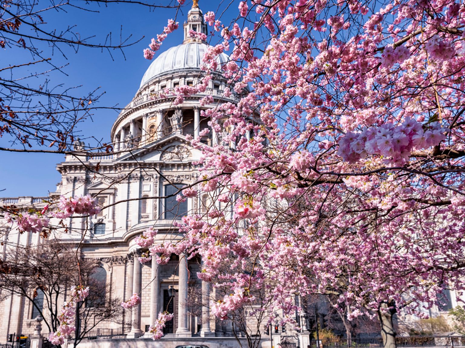St. Paul's Cathedral innrammet av livlige rosa kirsebærblomster mot en blå himmel. London