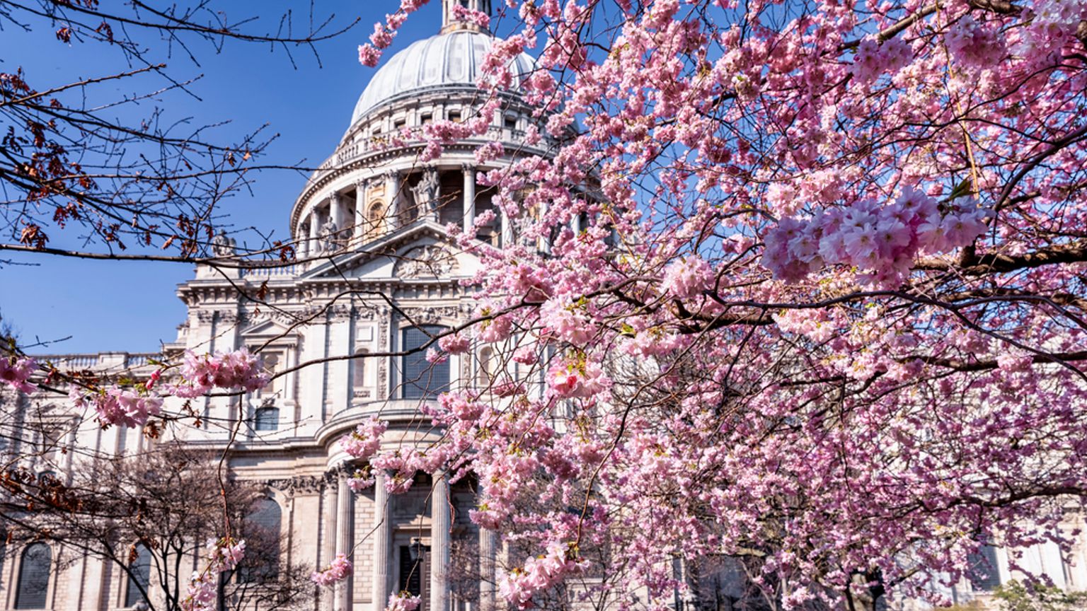 St. Paul's Cathedral indrammet af levende lyserøde kirsebærblomster mod en blå himmel. London