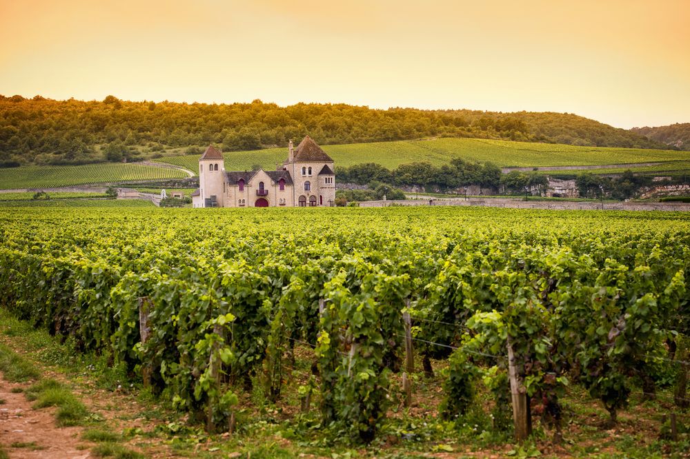 A light-colored château with towers rises above a vibrant green vineyard under a golden sky. Burgundy, France.