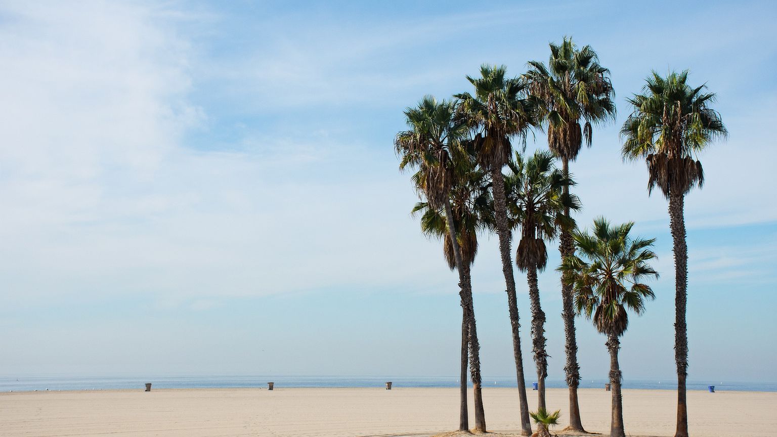 en gruppe palmetræer står på toppen af en sandstrand