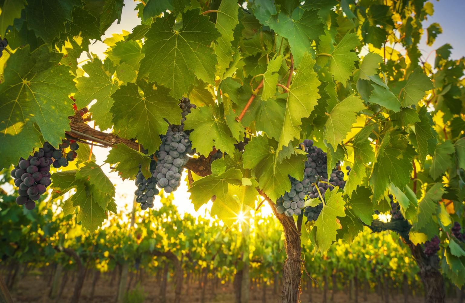en klase druvor som hänger från en vinranka i en vingård i Toscana.