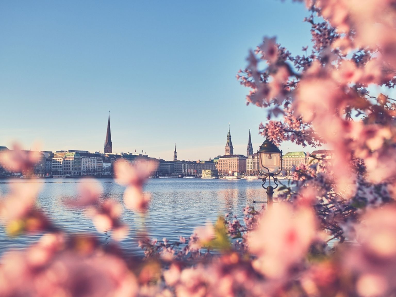 Stadssilhuett över en sjö, inramad av mjuka rosa körsbärsblommor. Hamburg