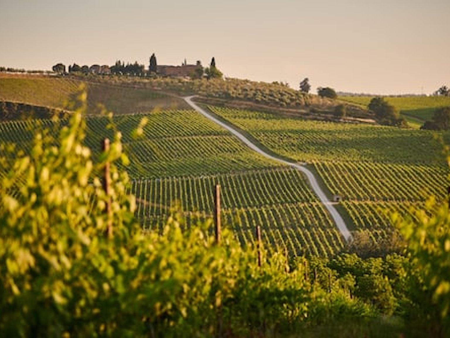 en vingård i Toscana med en väg som går igenom den och ett hus i bakgrunden