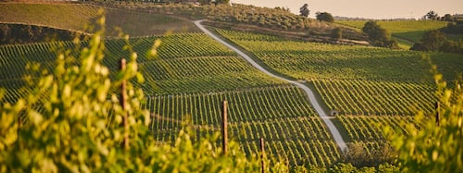 en vingård i Toscana med en väg som går igenom den och ett hus i bakgrunden